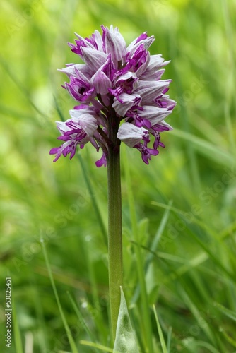 Fototapeta Naklejka Na Ścianę i Meble -  Helm-Knabenkraut (Orchis militaris)