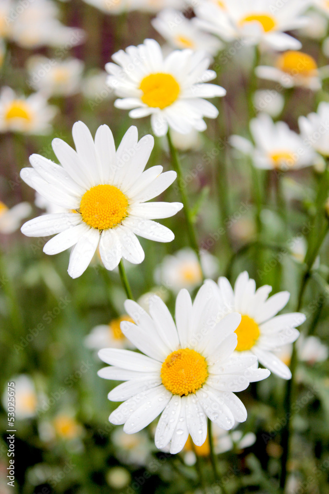 flower-bed of white beautiful chamomiles