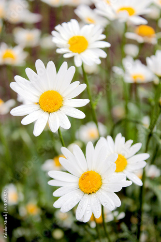 flower-bed of white beautiful chamomiles