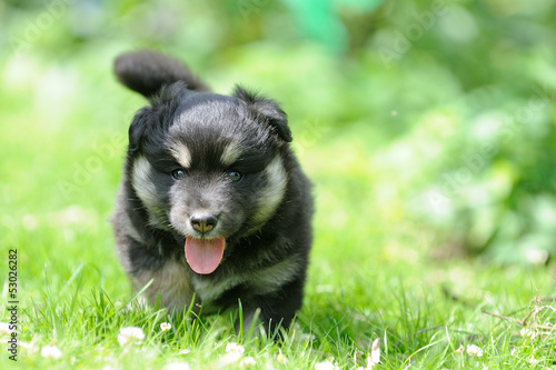 finnischer Lapphund 19