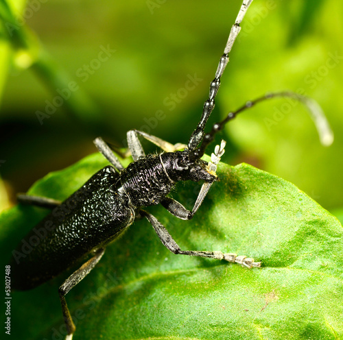 Macro beetle of family Cerambycidae © alexkharkov
