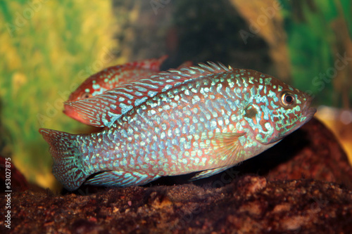 Hemichromis bimaculatus photo