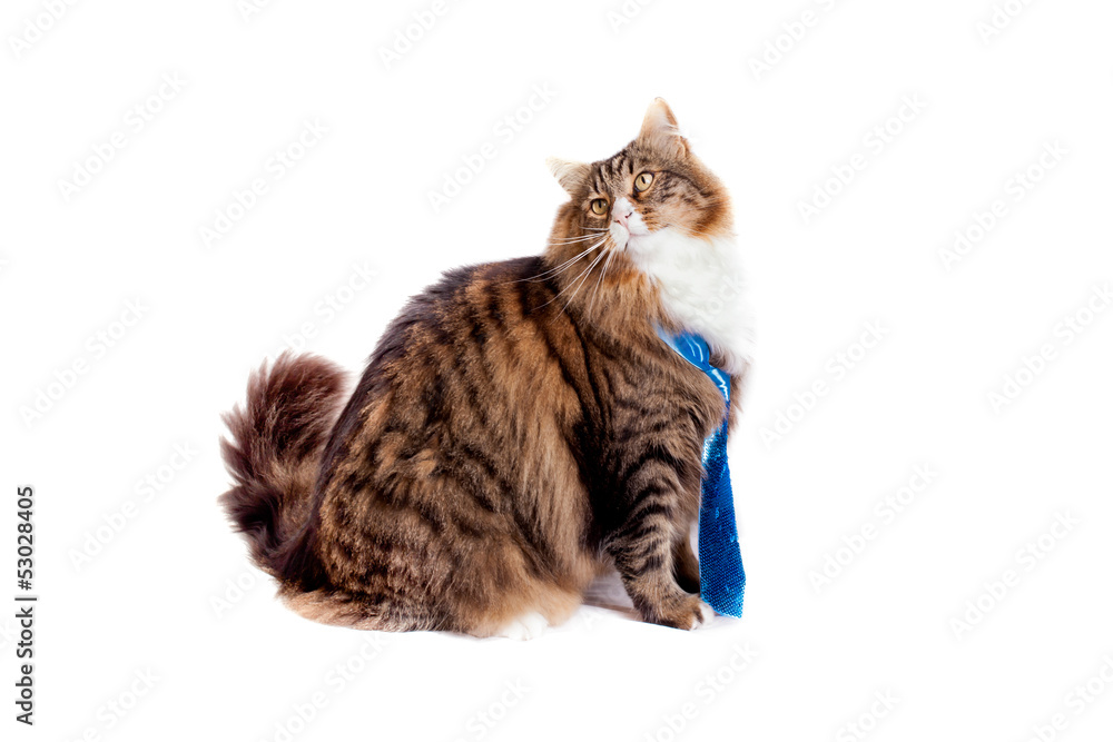 Maine Coon Cat On White