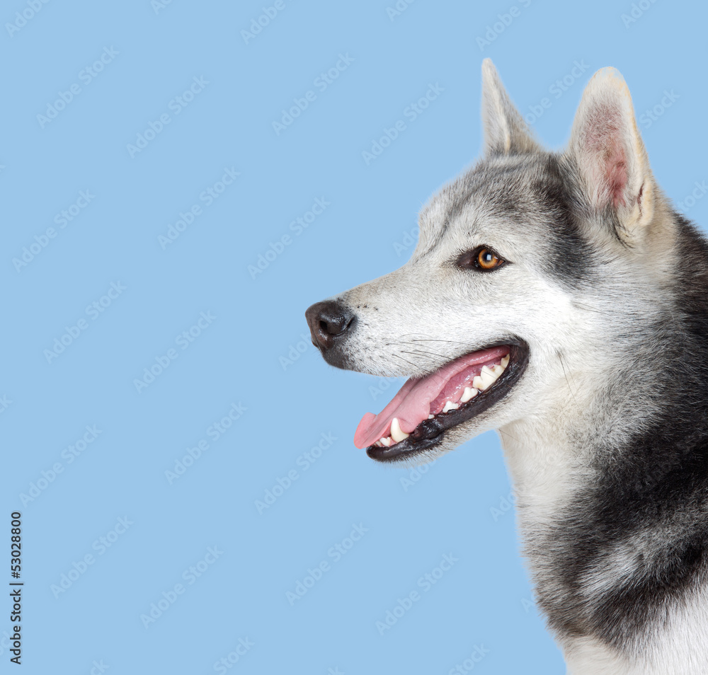 Obraz premium Siberian Husky