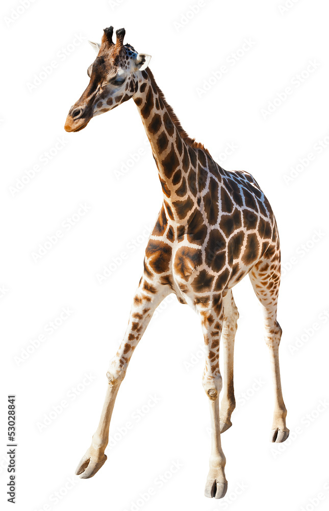 Naklejka premium Giraffe