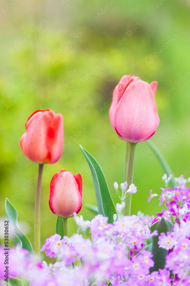 Obraz premium 春の花