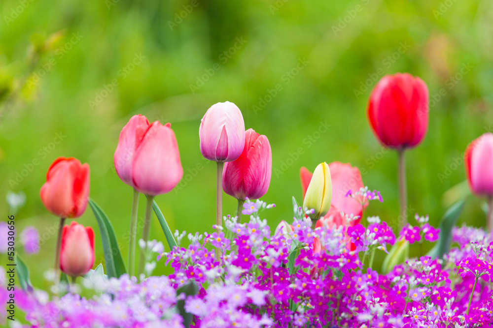 Fototapeta premium 春の花