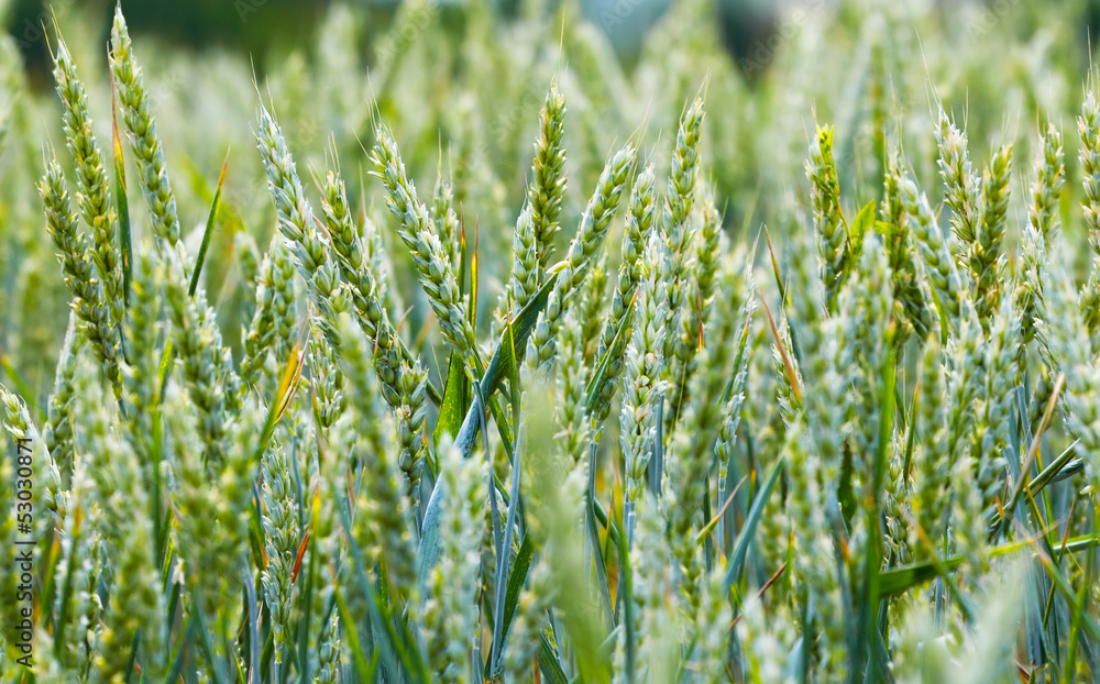 Green wheat field Green wheat field