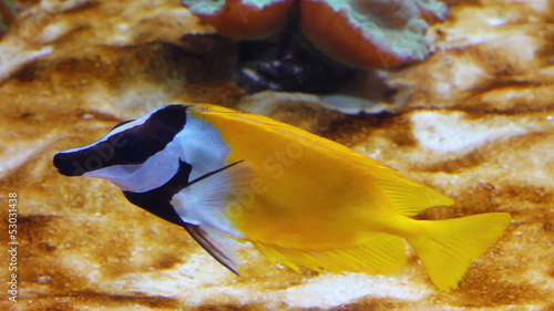 yellow rabbitfish - tropical fish underwater photo