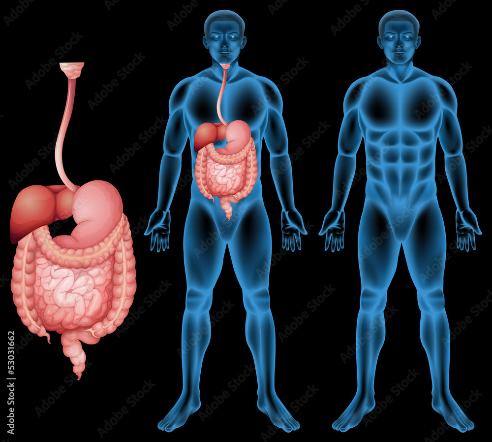 Naklejka premium Human digestive system