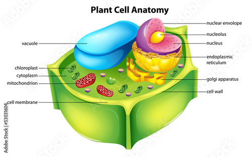 Plant cell anatomy