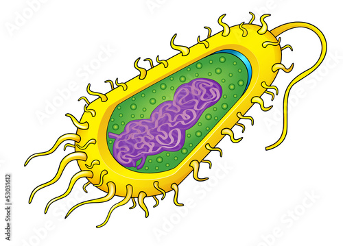 Bacteria cell