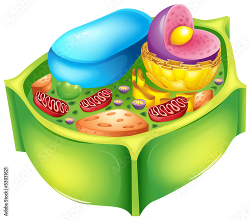 Plant cell