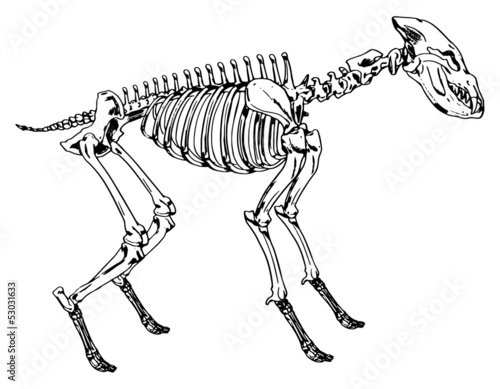 Skeleton of a hyena