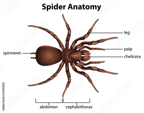 Anatomy of a spider