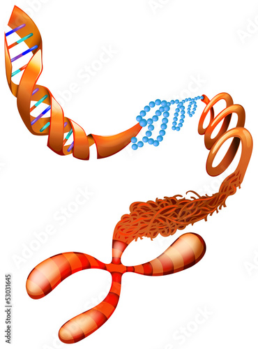DNA chromosome