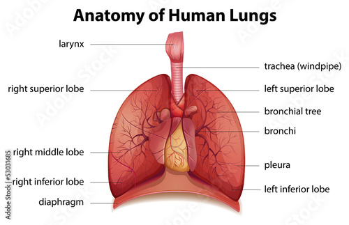 Human respiratory system