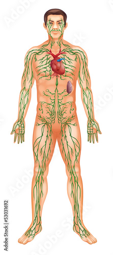 Lymphatic System