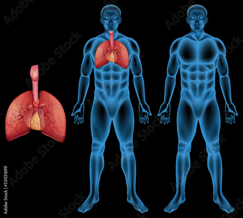 Human respiratory system
