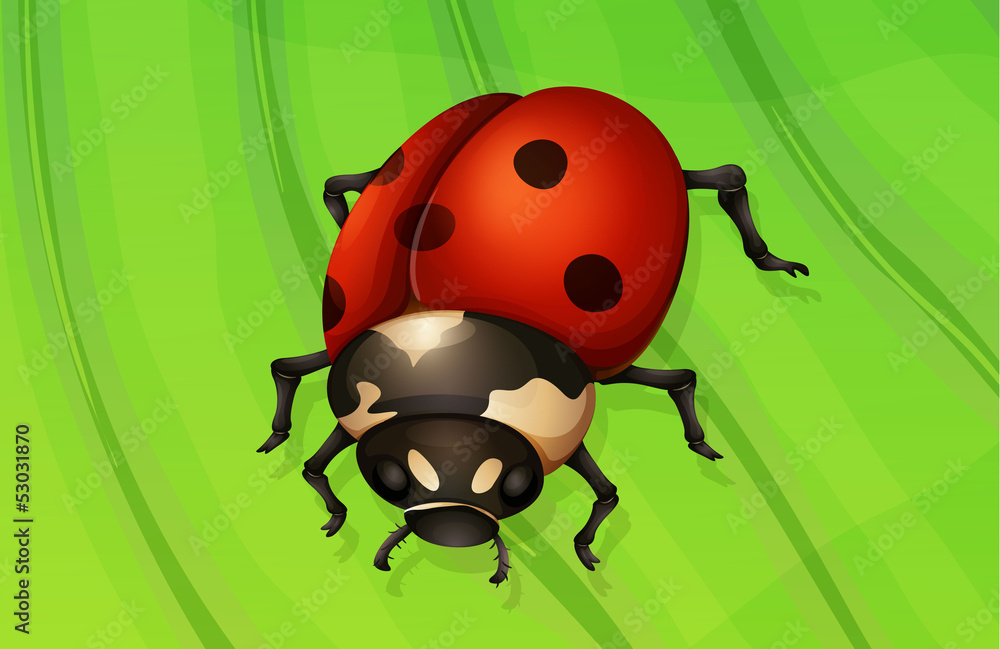 Fototapeta premium Ladybug life cycle