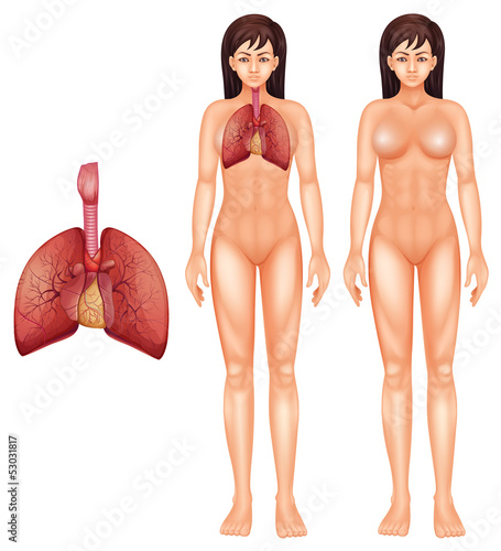 Human respiratory system