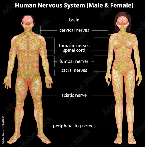 Human nervous system