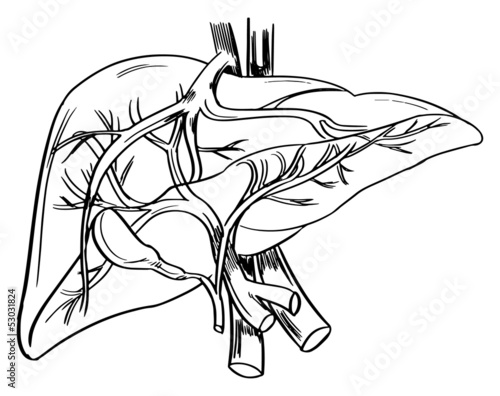 Human liver