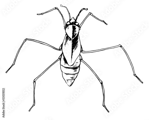 Pond skater