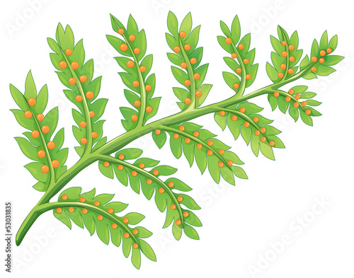 A fern plant photo