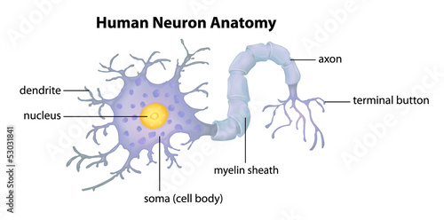 Human Neuron Anatomy photo