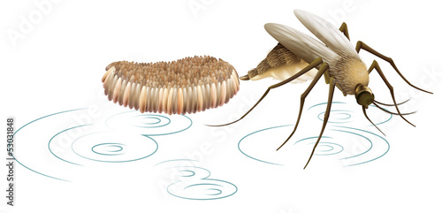 A mosquito laying eggs photo