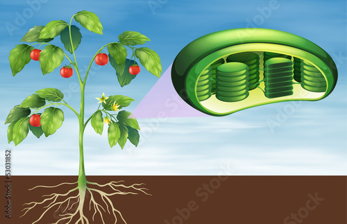 Plant cell anatomy