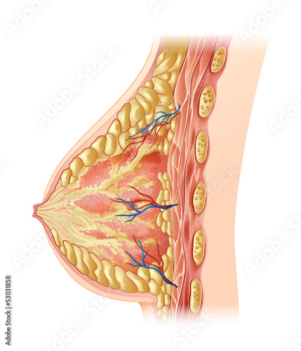 Human breast - cross section