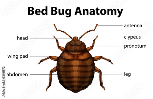 Bed Bug Anatomy