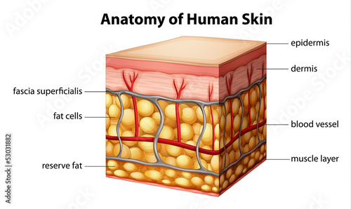 Human skin anatomy