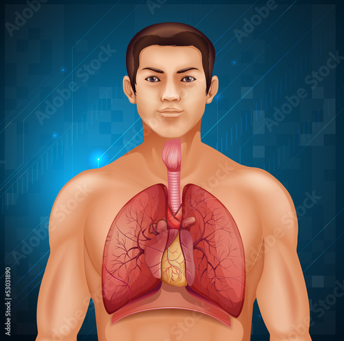 Human respiratory system