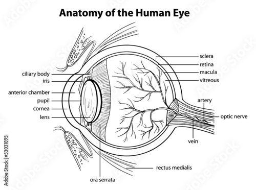 Human eye