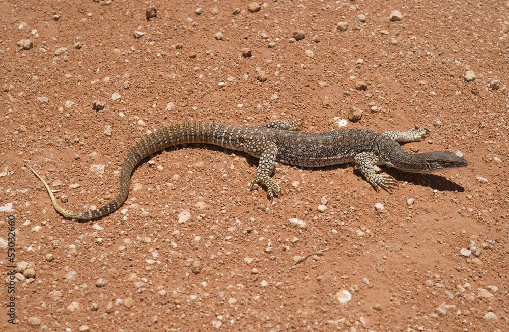 sand goanna in the middle of a dirt road sand goanna in the middle of a dirt road
