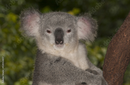 Australian koala