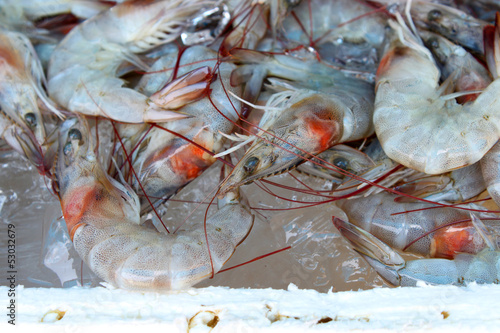 Fototapeta Naklejka Na Ścianę i Meble -  pile of fresh shrimps