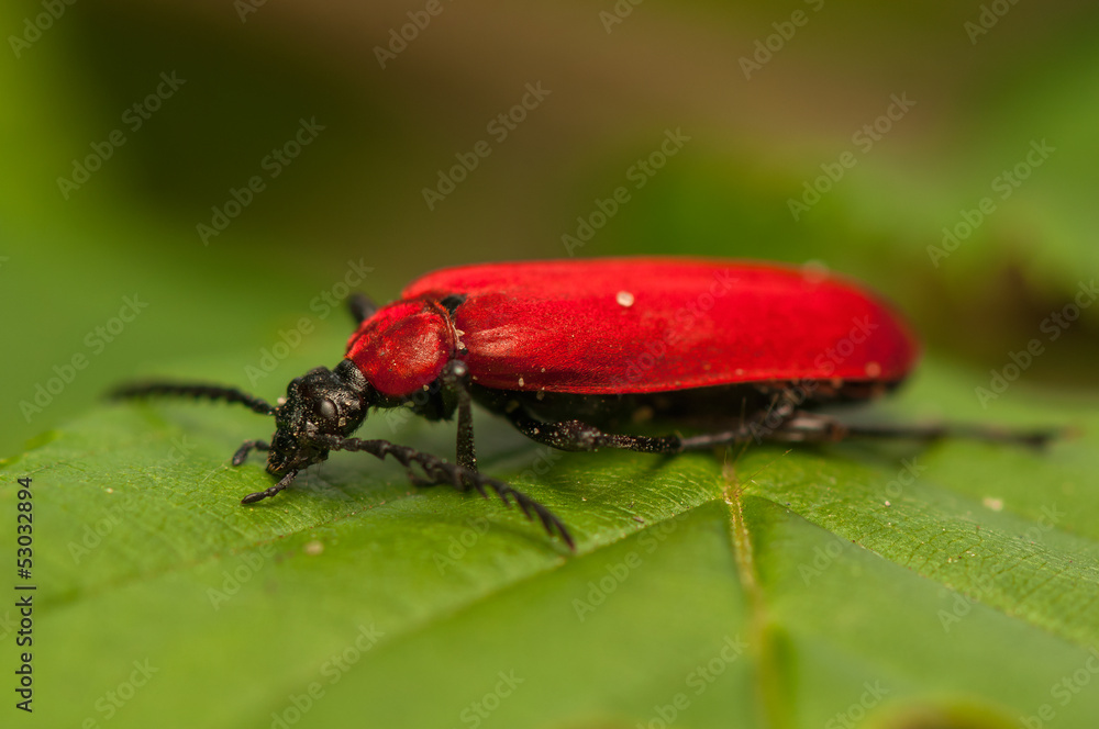 Pyrochroa coccinea Pyrochroa coccinea