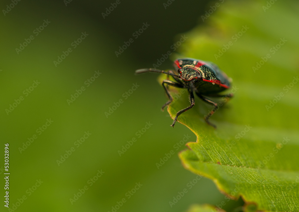 Eurydema oleraceum Eurydema oleraceum