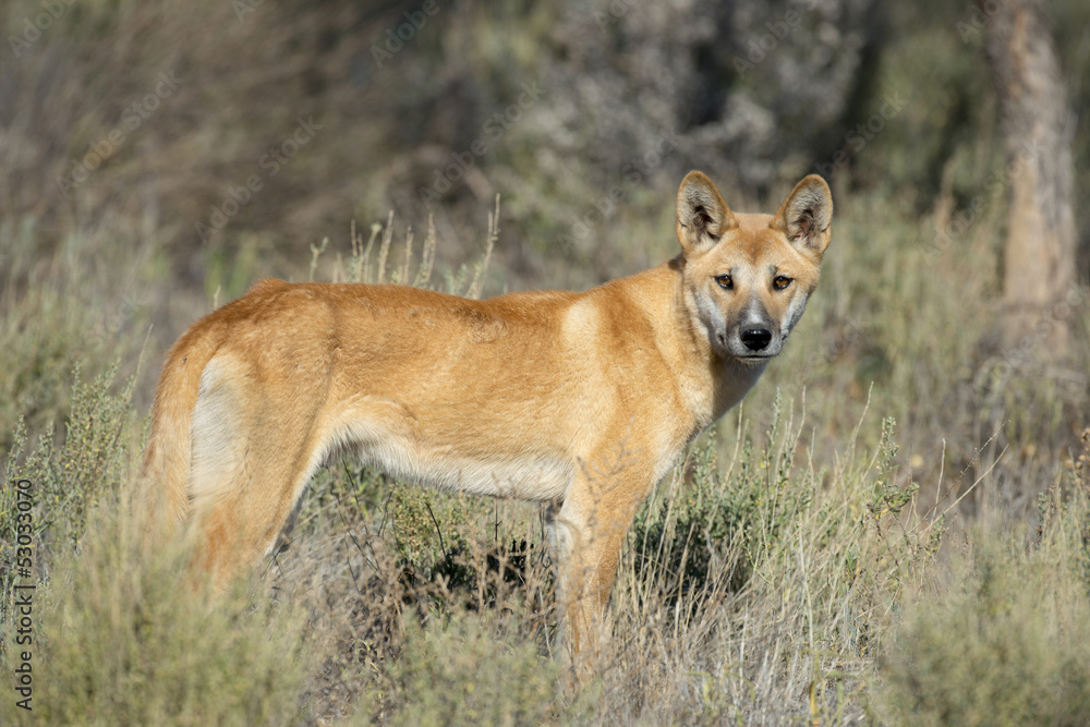 Dingo Dingo