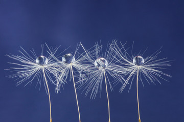 Fotobehang Paardenbloem met waterdruppels Drie paardenbloemzaadjes met waterdruppels  © sinelnikoff