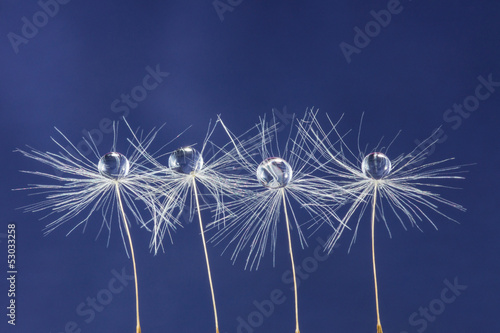 three dandelion seed with drops