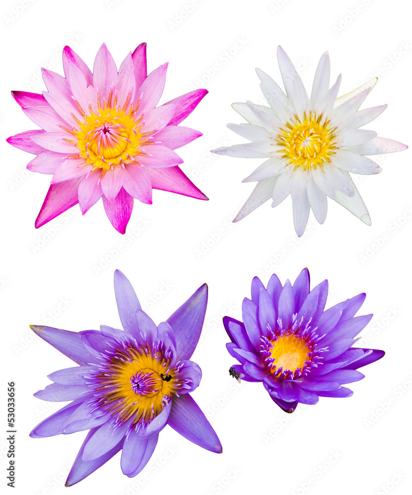 Siam Lotus Siam Lotus