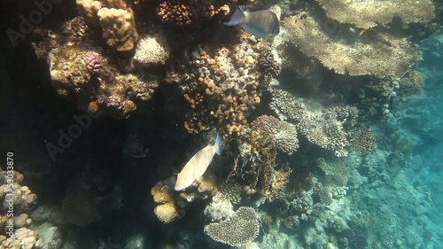 Tropical coral reef and fishes on Red Sea photo