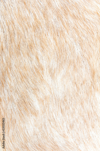 close up of boer goat wool background