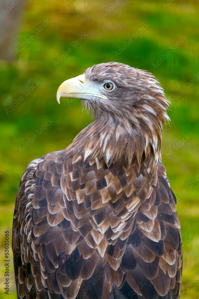 golden eagle eagle