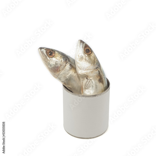 Mackerel raw fishes in can